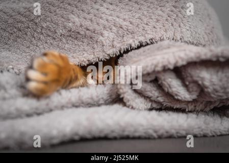 Le nez et la patte d'un chat de gingembre endormi qui colle sous la couverture. Banque D'Images