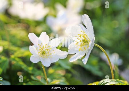 Helleborus niger, communément appelé rose de Noël ou hellebore noir, est une plante vivace à fleurs de la famille des buttercup Banque D'Images