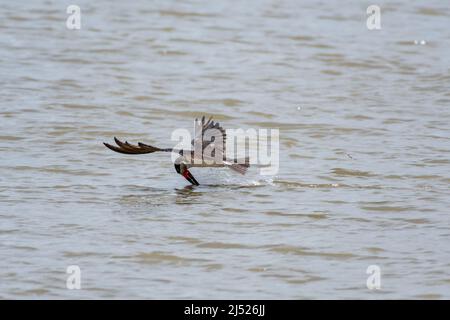 Oiseau d'eau, un Skimmer noir, Rynchops niger, attrapant un poisson tout en survolant la mer au large de la côte de Trinidad dans les Caraïbes. Banque D'Images