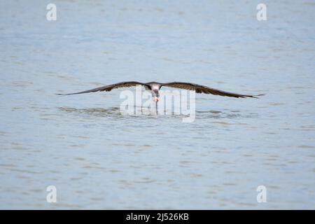 Oiseau d'eau, un Skimmer Noir, Rynchops niger, pêche à la nourriture dans la mer volant vers la caméra avec des ailes surtendues sur la côte de Trinidad, WI Banque D'Images