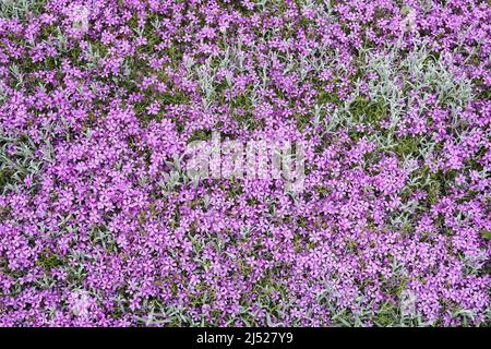 Fleurs de phlox roses dans le jardin. Heure de printemps Banque D'Images