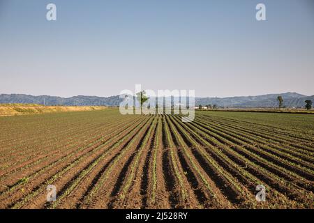 Champs de riz dans la région verceloise Banque D'Images