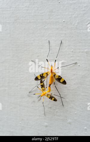 Un gros plan d'une grue jaune s'accouple sur un mur blanc. Banque D'Images