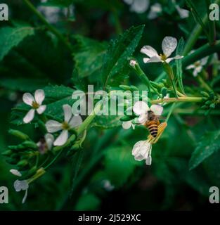 Gros plan d'une abeille asiatique sur des fleurs blanches dans un jardin. APIS cerana, l'abeille orientale, l'abeille asiatique ou l'abeille asiatique. Banque D'Images