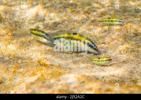 La wrasse très ornée, Thalassoma pavo, est une espèce de wrasse originaire des côtes rocheuses de l'océan Atlantique est et de la mer Méditerranée, les femelles. Banque D'Images