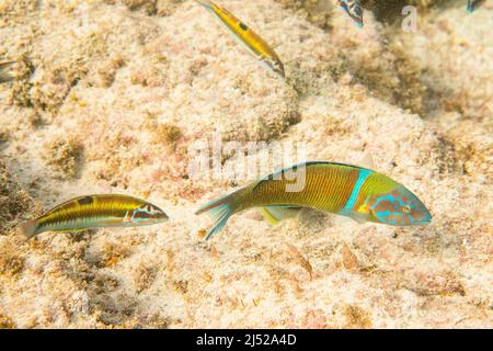 La wrasse très ornée, Thalassoma pavo, est une espèce de wrasse originaire des côtes rocheuses de l'océan Atlantique est et de la mer Méditerranée. Banque D'Images