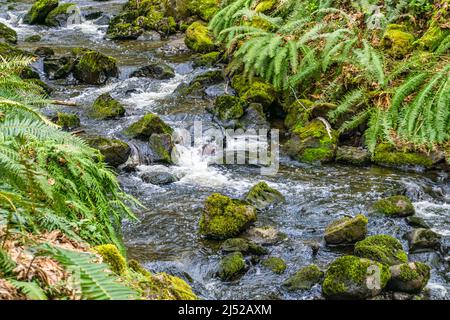 Le ruisseau des Moines, dans l'État de Washington, coule sur des rochers. Banque D'Images