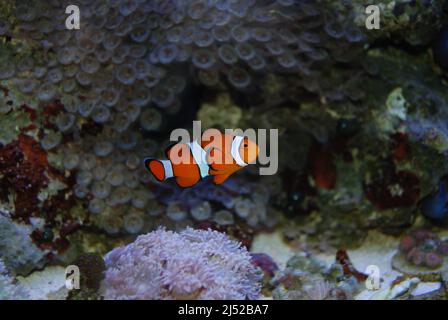 Poisson-clownfish dans un aquarium de récif d'eau salée Banque D'Images