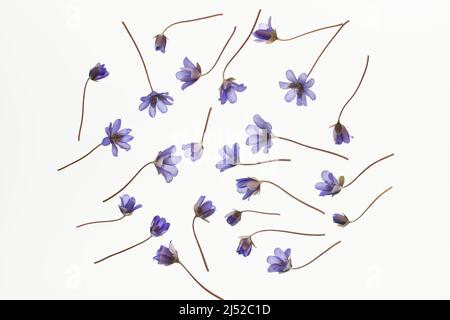 Fleurs de feuilles de Liverleaf, hepatica nobilis, isolées sur fond blanc. Banque D'Images