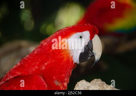 Un perroquet dans le parc Banque D'Images