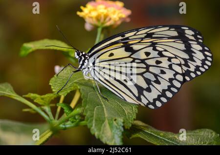 hibou place le papillon sur une feuille Banque D'Images