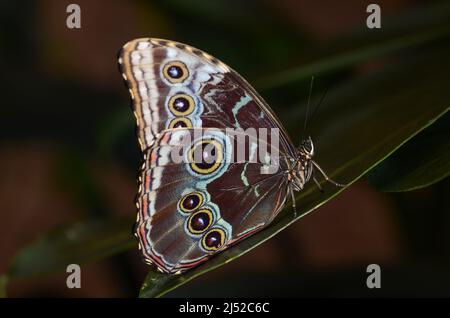 hibou place le papillon sur une feuille Banque D'Images