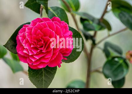 Fleurs rouges de Camellia japonica souvenir de Hubert Thoby fleurissent dans le jardin au printemps Banque D'Images