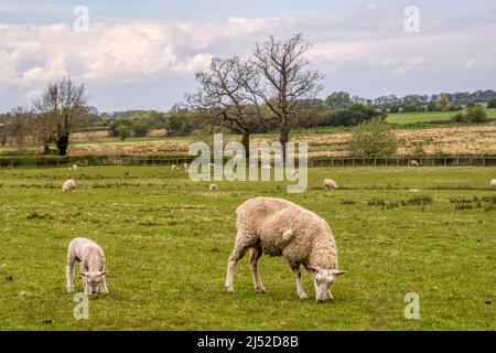 Brebis avec agneau dans un champ de moutons sur une ferme de West Norfolk à Castle Rising. Banque D'Images