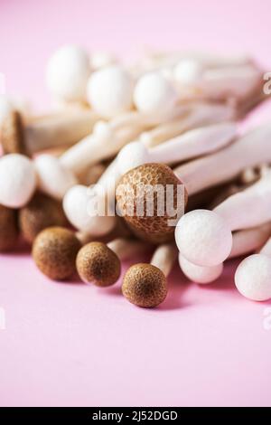 Champignons shimeji blancs et bruns frais. Gros plan, mise au point sélective. Banque D'Images