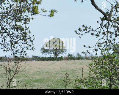 Sittingbourne, Kent, Royaume-Uni. 19h avril 2022. Météo au Royaume-Uni : cloches et soleil cet après-midi à la réserve naturelle de Queendown Warren près de Stockbury, Sittingbourne, Kent. Crédit : James Bell/Alay Live News Banque D'Images