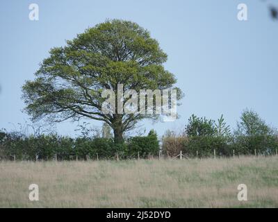 Sittingbourne, Kent, Royaume-Uni. 19h avril 2022. Météo au Royaume-Uni : cloches et soleil cet après-midi à la réserve naturelle de Queendown Warren près de Stockbury, Sittingbourne, Kent. Crédit : James Bell/Alay Live News Banque D'Images