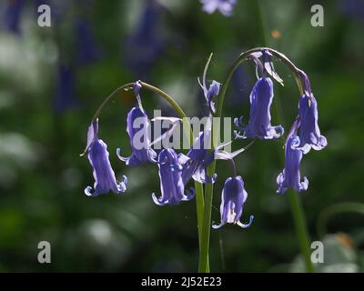 Sittingbourne, Kent, Royaume-Uni. 19h avril 2022. Météo au Royaume-Uni : cloches et soleil cet après-midi à la réserve naturelle de Queendown Warren près de Stockbury, Sittingbourne, Kent. Crédit : James Bell/Alay Live News Banque D'Images