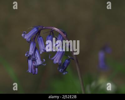 Sittingbourne, Kent, Royaume-Uni. 19h avril 2022. Météo au Royaume-Uni : cloches et soleil cet après-midi à la réserve naturelle de Queendown Warren près de Stockbury, Sittingbourne, Kent. Crédit : James Bell/Alay Live News Banque D'Images