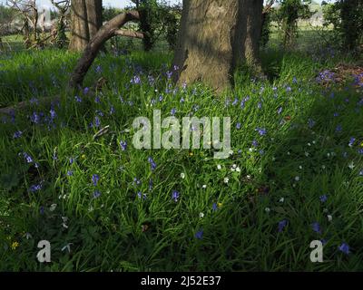 Sittingbourne, Kent, Royaume-Uni. 19h avril 2022. Météo au Royaume-Uni : cloches et soleil cet après-midi à la réserve naturelle de Queendown Warren près de Stockbury, Sittingbourne, Kent. Crédit : James Bell/Alay Live News Banque D'Images