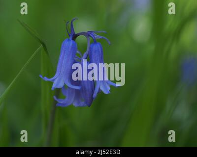 Sittingbourne, Kent, Royaume-Uni. 19h avril 2022. Météo au Royaume-Uni : cloches et soleil cet après-midi à la réserve naturelle de Queendown Warren près de Stockbury, Sittingbourne, Kent. Crédit : James Bell/Alay Live News Banque D'Images