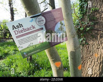 Sittingbourne, Kent, Royaume-Uni. 19h avril 2022. Météo au Royaume-Uni : cloches et soleil cet après-midi à la réserve naturelle de Queendown Warren près de Stockbury, Sittingbourne, Kent. Crédit : James Bell/Alay Live News Banque D'Images