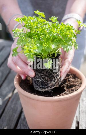 Une jardinière femelle qui empote sur une plante de persil cultivée à la maison dans un plus grand pot en céramique. L'image a été prise au printemps alors que la plante était en train de mûrir Banque D'Images