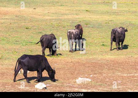 Buffles dans la région du lac de Kerkini, Grèce Banque D'Images