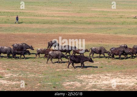 Buffles dans la région du lac de Kerkini, Grèce Banque D'Images