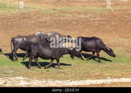 Buffles dans la région du lac de Kerkini, Grèce Banque D'Images