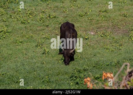 Buffles dans la région du lac de Kerkini, Grèce Banque D'Images