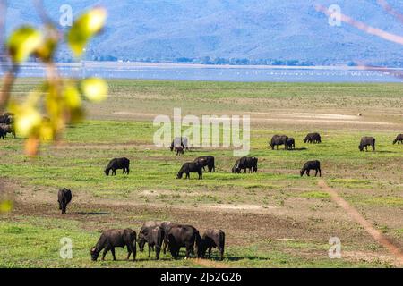 Buffles dans la région du lac de Kerkini, Grèce Banque D'Images