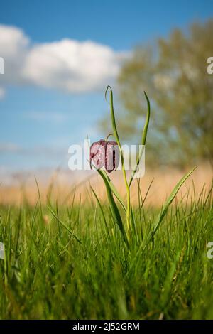 Serpents tête fritillary, Fritillaria meleagris, début printemps dans Oxfordshire Banque D'Images