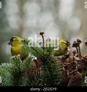 Deux mâles de siskins eurasien (Spinus spinus) alimentant des cônes de pin sur un conifère, au Royaume-Uni Banque D'Images