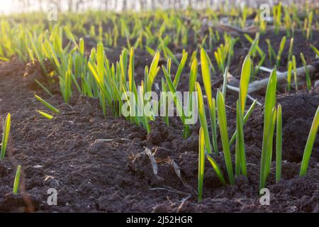 Rangée de jeunes pousses de blé ou d'orge, germination des grains dans le sol au champ, rayons doux du soleil dans le cadre. Culture de céréales en agricult Banque D'Images