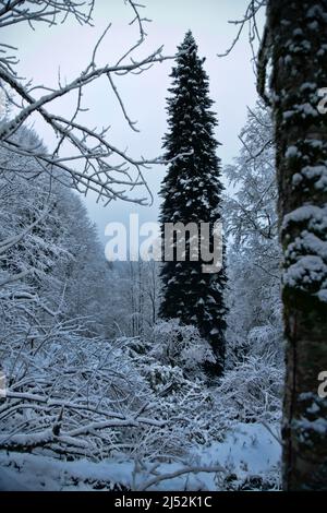 L'ancienne épinette orientale (Picea orientalis) pousse librement dans la clairière et est donc symétrique et ressemble à une bougie. Les montagnes du Caucase dans la victoire Banque D'Images