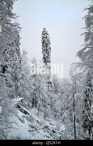 Forêt de montagne enneigée. Après de fortes chutes de neige. Montagnes caucasiennes Banque D'Images