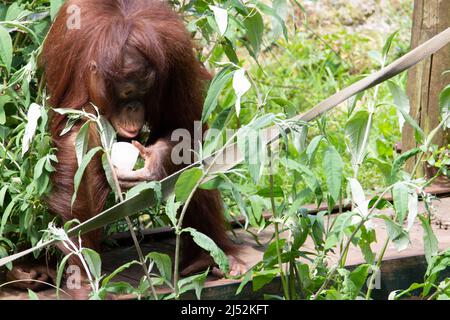 Un jeune orangutan de Bornean (Pongo pygmaeus) assis sur un pont en train de manger un cube de glace avec des plantes tropicales en arrière-plan Banque D'Images