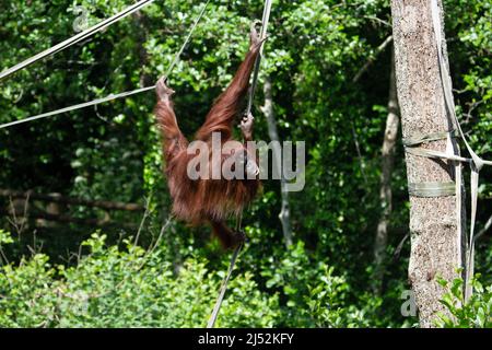 Un jeune orangutan de Bornean (Pongo pygmaeus) suspendu par ses pieds d'un pont de corde avec un fond vert naturel Banque D'Images