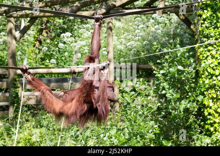 Un jeune orangutan de Bornean (Pongo pygmaeus) se balançant le long de deux ponts de corde avec un fond tropical vert naturel Banque D'Images