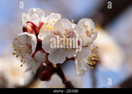 Abricot en fleurs. Fleurs sur la branche de l'abricot sur fond flou. Banque D'Images