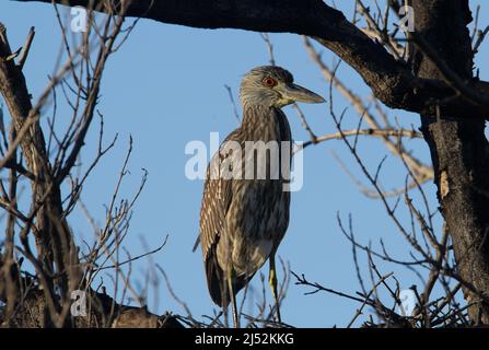 Héron de nuit à couronne noire (Nycticorax nycticorax) Héron de nuit couronné noir assis sur une branche de pâle ciel bleu en arrière-plan Banque D'Images