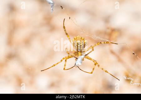 Argiope lobé ou Araignée de jardin à lobes noirs (Argiope lobata) est une espèce d'araignée appartenant à la famille des Araneidae, femelle. Banque D'Images