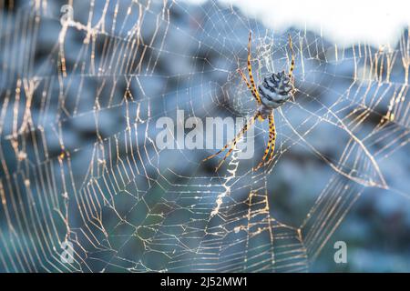 Argiope lobé ou Araignée de jardin à lobes noirs (Argiope lobata) est une espèce d'araignée appartenant à la famille des Araneidae, femelle. Banque D'Images