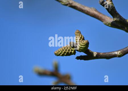 Noyer anglais, Juglans regia, floraison avec le chat mâle, femelle dans un après-midi ensoleillé de printemps, noyer britannique, Juglans regia Banque D'Images