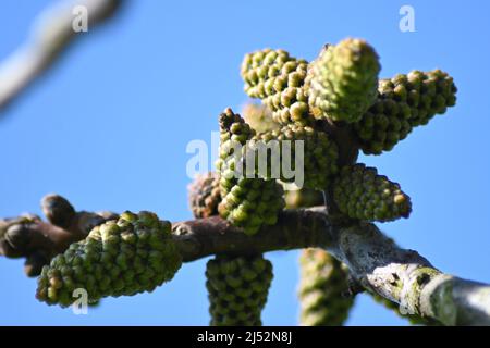 Noyer anglais, Juglans regia, floraison avec le chat mâle, femelle dans un après-midi ensoleillé de printemps, noyer britannique, Juglans regia Banque D'Images