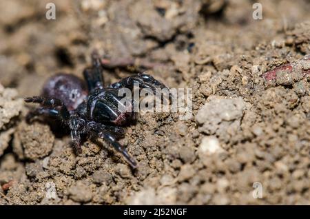 Atypus piceus est une araignée mygalomorphe de la famille des Atypidae. Banque D'Images