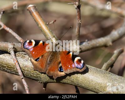 Aglais io, le papillon européen de paon, plus communément appelé papillon de paon, reposant sur certaines branches. Banque D'Images