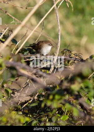 Une paruline de Cetti, Cettia cetti, faisant une apparence rare de couverture. Banque D'Images