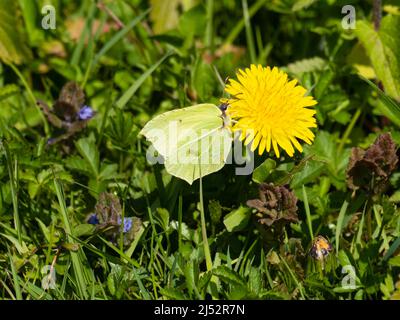 Gonepteryx rhamni, le papillon commun de brimstone, connu au Royaume-Uni comme juste la brimstone, se nourrissant d'un Dandélion. Banque D'Images